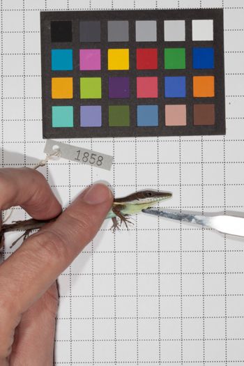 Media type: image;   Herpetology R-189493